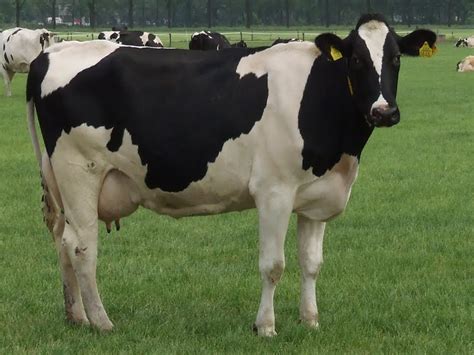 Holstein Friesian Cow Modern Farming Methods