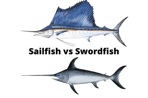 Sailfish Vs Swordfish Their Main Difference Ouachitaadventures