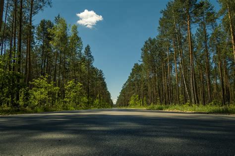 Free Photo Straight Asphalt Road In The Forest
