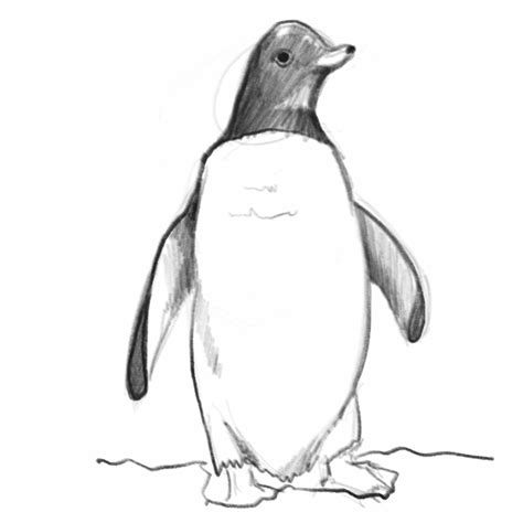 Penguin Sketch On Procreate Rsketches