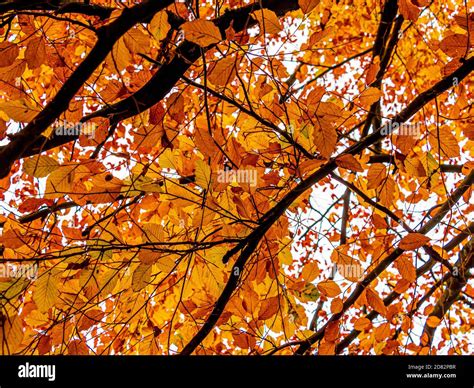Golden Beech Tree Hi Res Stock Photography And Images Alamy