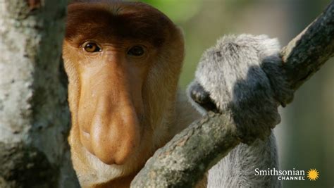 Why Do These Monkeys Have Such Outrageous Noses Smithsonian Magazine