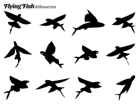 Premium Vector Collection Of Vector Illustrations Of Flying Fish