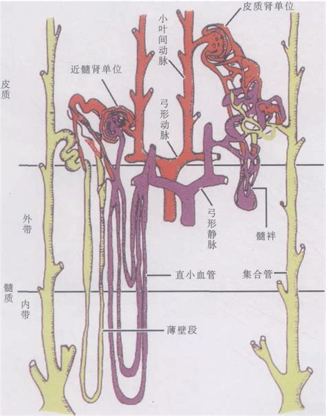 图2 3 24 肾单位和肾血管示意图 基础医学 医学