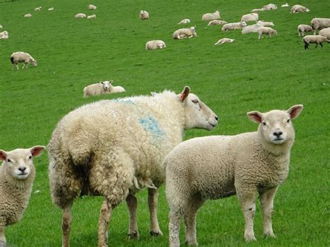 Llanfaethlu Wales Sheep Wales Sheep Animals
