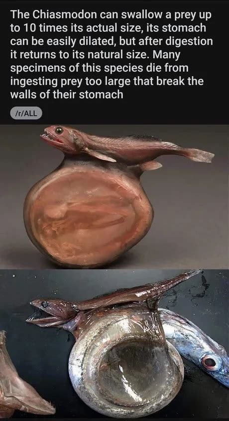 The Best Fish Memes Memedroid