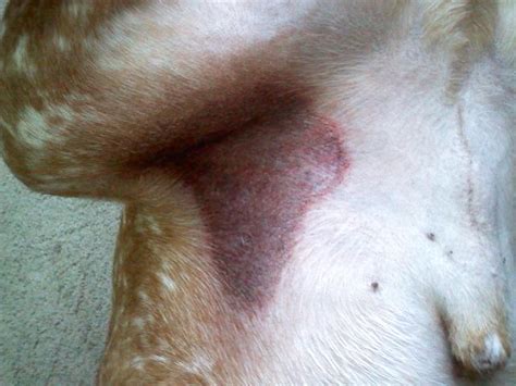 My Dog Has A Really Dark Rash With A Red Tint Too It On The Inside Of His Hind Leg And Im Not