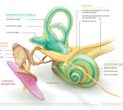 Inner Ear Cochlea Anatomy