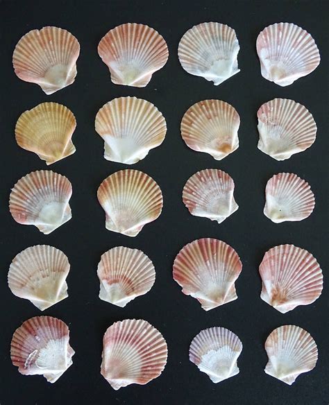 20 Flat Zigzag Scallop Seashells From Pensacola Beach Florida From
