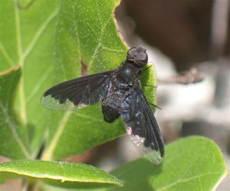 Black Bee Fly From Destin Fl 32541 Usa On June 22 2021 At 1227 Pm