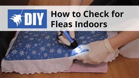 How To Check For Fleas Indoors You