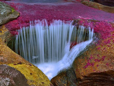 Cano Cristales River In Colombia An Amazingly Beautiful River Unfortunately Without Fish
