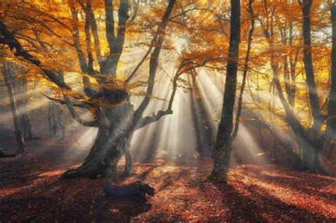 Sunny Autumn Forest In Fog By Den Belitsky On Creativemarket Scenic