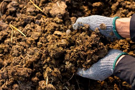 Which Kinds Of Manure Are Best For Your Garden