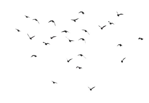 Flying Flock Of Birds Transparent Png All Png All