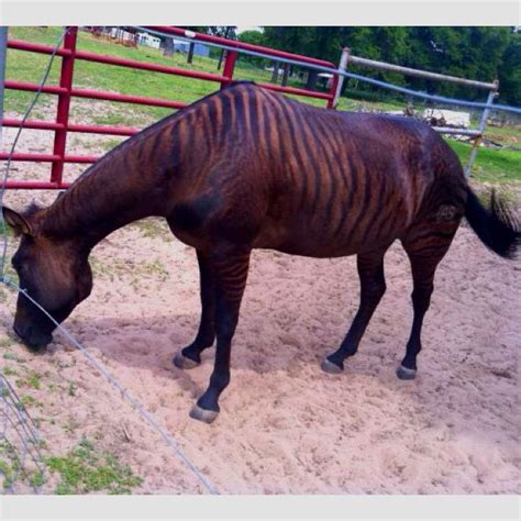 This Is A Zorse12 Zebra 12 Horse Horses Rare Horses Rare