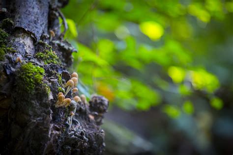 Mushrooms Free Stock Photo Public Domain Pictures