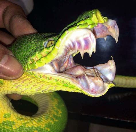 The Bared Teeth Of An Emerald Tree Boa Emerald Tree Boa Snake