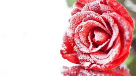 Images Red Roses Snow Flowers Closeup 1920x1080