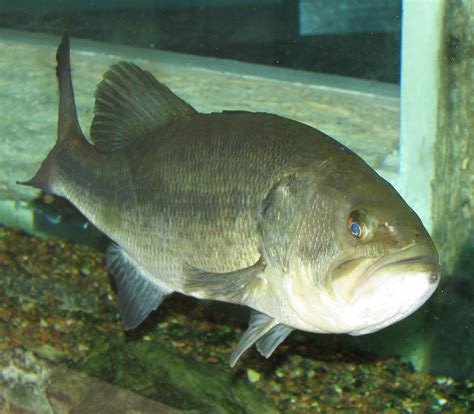 ファイルlargemouth Bass 001 Wikipedia