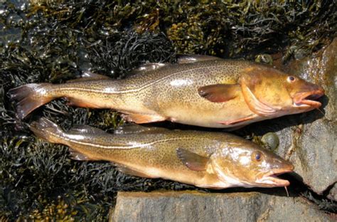 Collapse Of The Grand Banks Cod Fishery British Sea Fishing