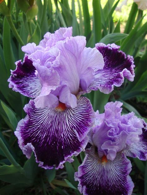 Photo Of The Bloom Of Tall Bearded Iris Iris Captain