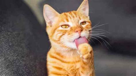 The Surprising Science Behind Why Cat Tongues Are Rough