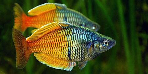 Ten Most Exotic Freshwater Fish The Aquarium Guide