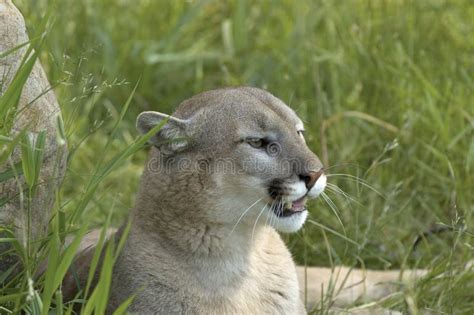 Cougar Stock Image Image Of Dangerous Cougar Hunter 6105765