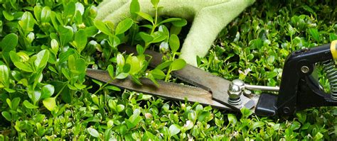 Gardening Services In Bangalore