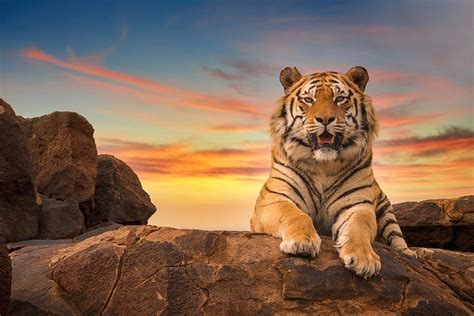 Sunset Tiger Photograph By Cheryl Ramalho Fine Art America