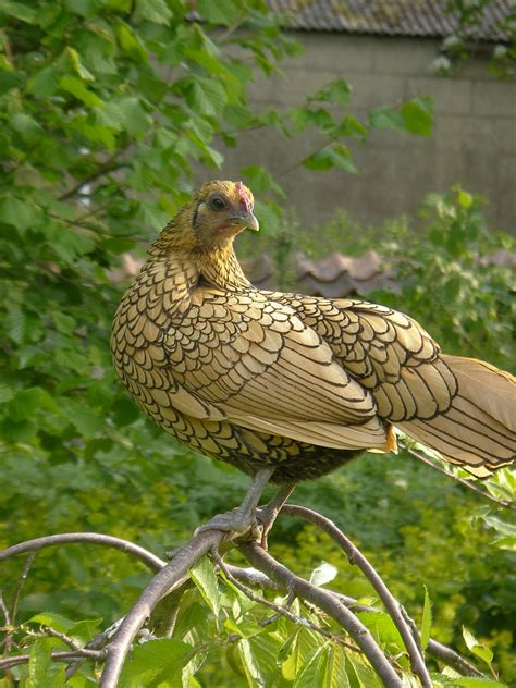 Filesebright Hen On A Branch Wikimedia Commons