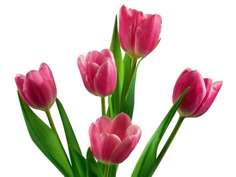 Five Pink Tulip Flowers Photography Hd Wallpaper Wallpaper Flare