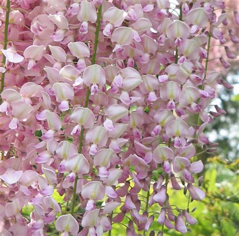 Profumati grappoli voluminosi lunghi 50/60 cm. Wisteria floribunda 'Rosea' (Pink Japanese Wisteria)