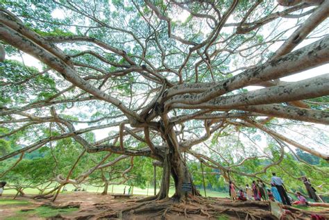 A Photo Tour Of Sri Lanka Greg Goodman Photographic Storytelling