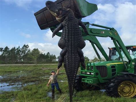 Monster Alligator Killed In Florida Hunt Deccan Herald
