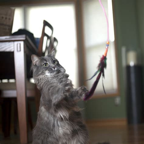 Turbo Fishing Pole Wand Cat Toy