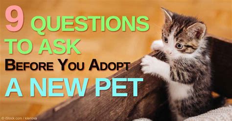 9 Questions To Ask Before You Adopt A Pet