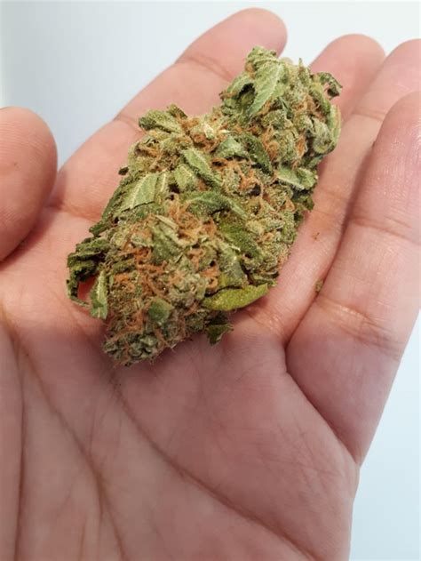 A Pretty Little Nug From A While Back Nztrees