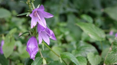 Creeping Bellflower Is Showing Up More And More In Regina So How Do