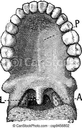 The Palatine Uvula Or Uvula Vintage Engraving The Palatine Uvula Or