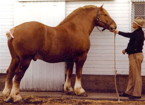 Draft Horse Den - Home Page | Draft horses, Belgian draft 