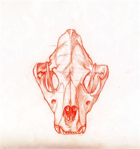 Lion Skull Front View By Drone Otd Obsone On Deviantart Animal