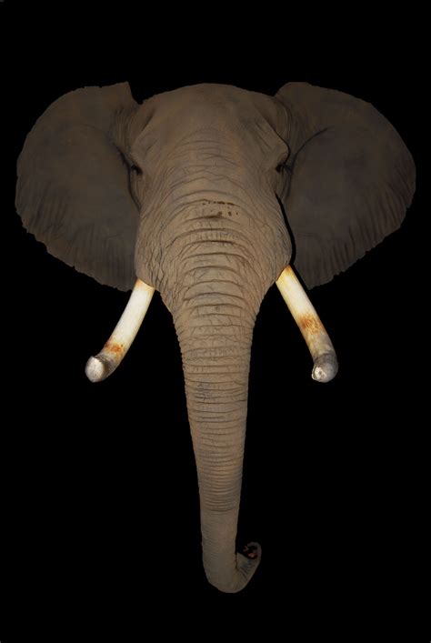 Elephant Tusks Antlers By Klaus