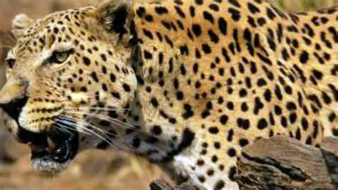 Lion Vs Leopard Real Fight Documentary Video Dailymotion