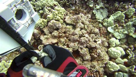 Coral Die Off Predicted As Marine Heat Wave Engulfs Hawaii