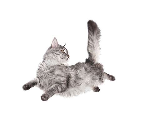 Cat Jump Stock Photos Pictures And Royalty Free Images Istock