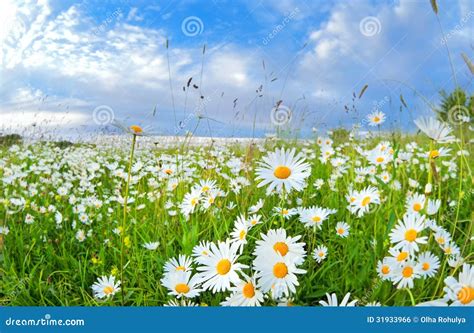 Many Chamomile Flowers Over Blue Sky Stock Photo Image Of Beauty