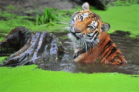 A Tiger Taking Aummud Bath Cats Pinterest