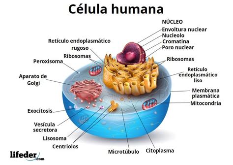 Célula Humana Características Funciones Partes Organelos 2022